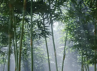 Embracing Sustainability: Paving the Path to a Greener Future-Mianzi-boho-décor
