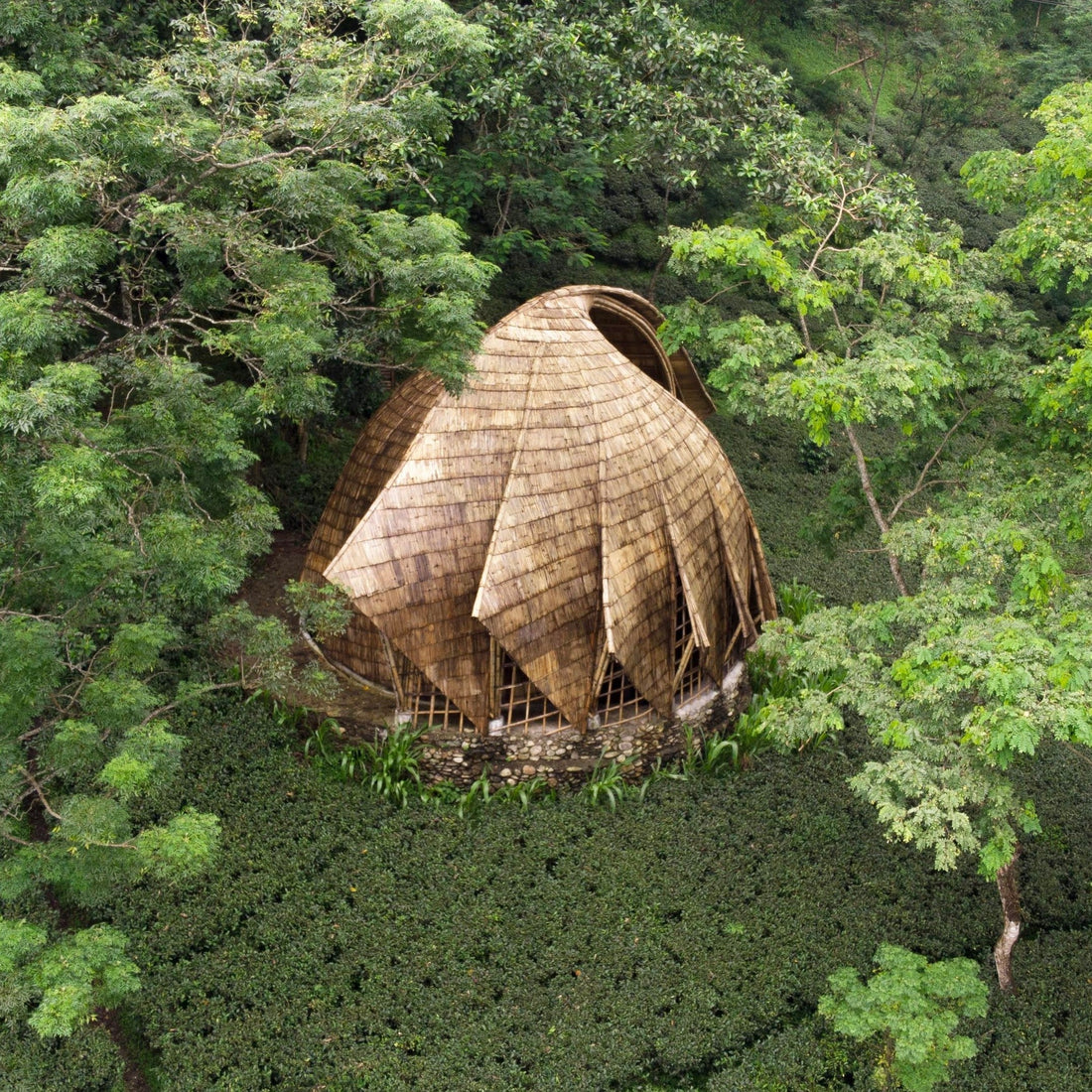 Bamboo and Biophilic Design-Mianzi-boho-décor